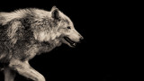 Вълците и колко време могат да издържат без храна