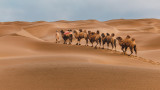 Пустинята Кумтаг, където има светофари за камили