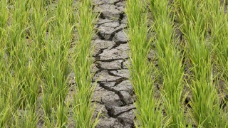 Засушаването в ключовия селскостопански район между реките Тиса и Дунав