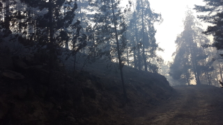Над 11 000 дка са опожарените гори тази година