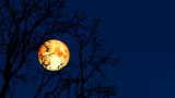 Пълнолуние през март, Червеева луна и защо се нарича така