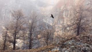 Най-доброто от фотографията на дива природа за 2018 г.