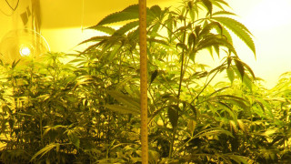 Обвиниха 38 годишен мъж от Варна за отглеждане и държане на