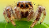 Паяците, България и кои са най-опасните видове у нас