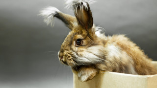 Да изберем най подходящия за нас домашен любимец невинаги е толкова