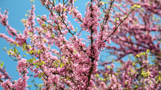 През деня преди обяд ще бъде предимно слънчево по значителна ще