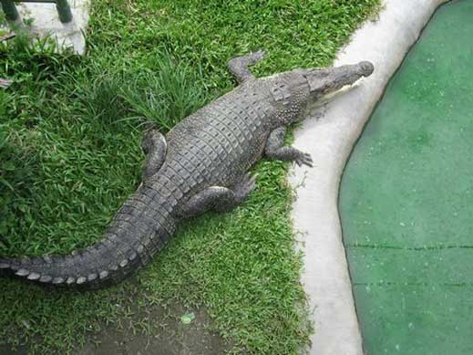 Крокодил се ожлажда в градски басейн