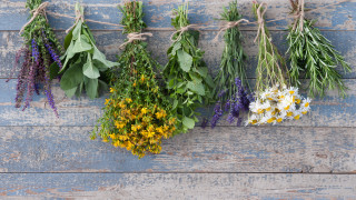 В България се събират около 200 вида лечебни растения Те