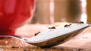 5 неща, които привличат мравки в дома ни