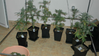 ДАНС разби група за производство и разпространение на дрога в Слънчев бряг