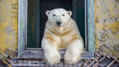 Когато полярните мечки се настанят в изоставени сгради