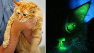Учени създадоха светеща котка (видео)