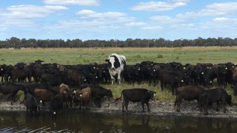 Това е най-големият бик в Австралия