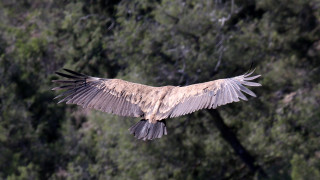Има много впечатляващи факти за птиците Някои се реят на километри