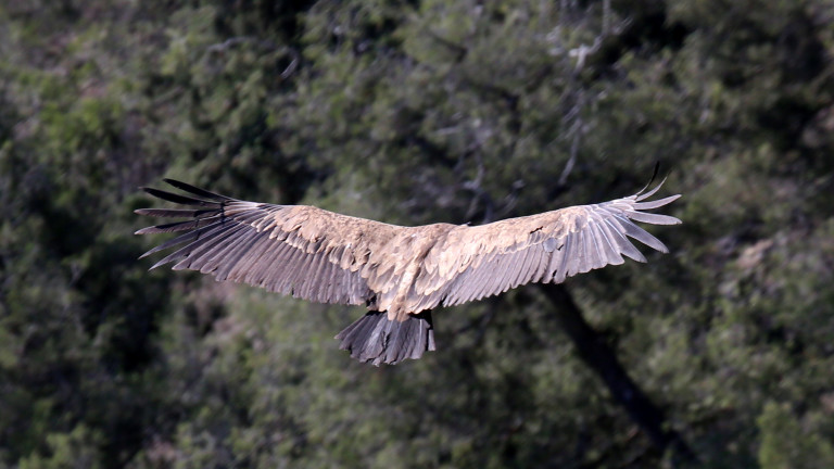 Над 11 хиляди метра - да, тази птица може да достигне такава височина
