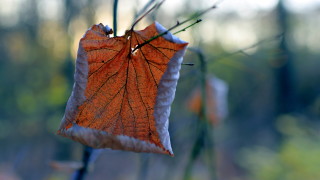 През нощта облачността ще се разкъсва и намалява до предимно
