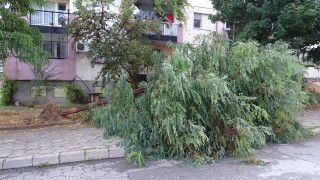 БСП – София иска отстраняване на опасните дървета в столицата