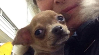 Катето Евро жали за малко кученце