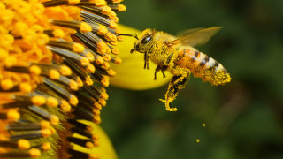 През 2018 година България изнася около 10 000 тона пчелен