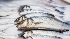 Русия стана лидер в света по промишлен улов на вид много консумирана риба