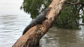 Крокодили и змии заемат наводнени улици в Австралия