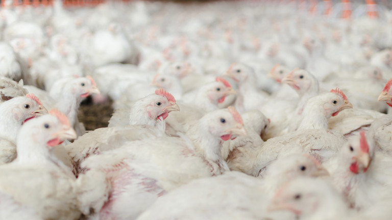 Защо Русия цели да стане основния доставчик на пилешко месо за Китай?
