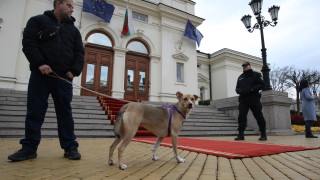 Плахи, плахи надежди за крехко бъдеще