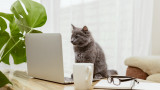 Котките и способността им да разпознават имената на тези, с които живеят
