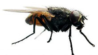 Насекомите ще изхранят света 