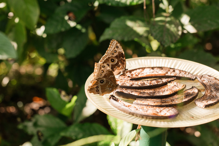 Лесен метод да притеглим пеперуди и пчели в градината
