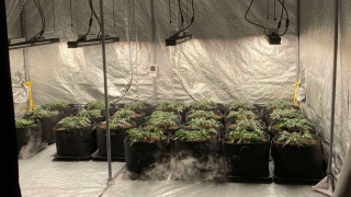 Разкриха оранжерия за марихуана в ловешкото село Лешница съобщава БНТ Полицията