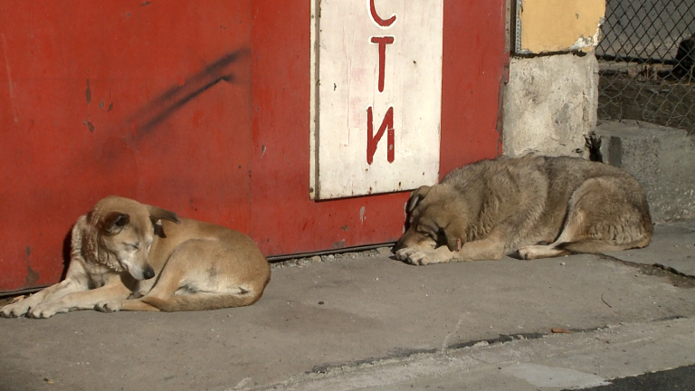 Разследват смъртта на бездомни кучета в Пернишко