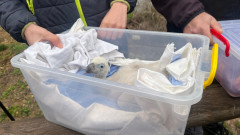 Върнаха малкото на семейство белоглави лешояди в Зоопарк Стара Загора