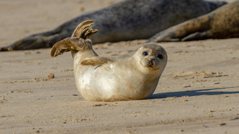 Около 1700 тюлена бяха намерени мъртви на брега на Каспийско