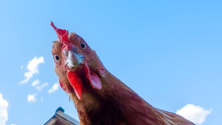 На планетата ни щъкат около 23 милиарда индустриално отглеждани кокошки