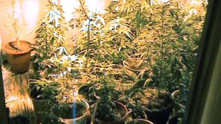 Разбиха оранжерия за марихуана