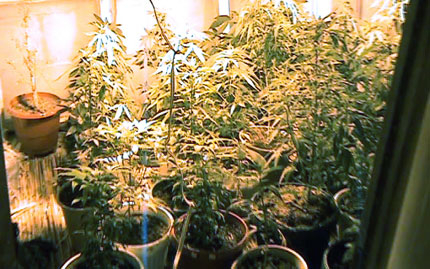 Разбиха оранжерия за марихуана