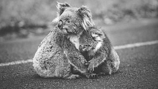 За огромно съжаление на цялото човечество Австралия продължава да гори