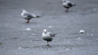 В Източна България ще духа умерен североизточен вятър Минималните температури