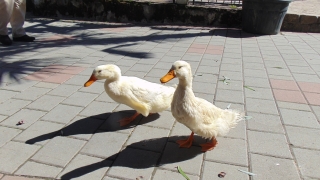 Отново има случаи на птичи грип сред домашни птици патици