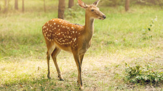Българската агенция по безопасност на храните БАБХ е установила вируса