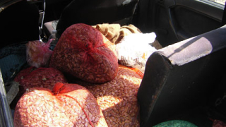 Задържаха гръцки бракониери с чували бяла мида