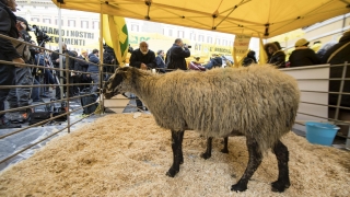 Италиански фермери протестират с овце в центъра на Рим  