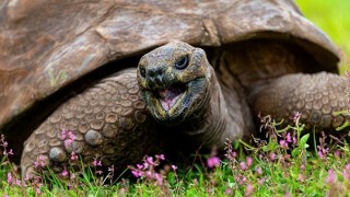 На колко години е най-възрастната костенурка в света