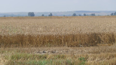 Словакия отменя забраната на украинското зърно