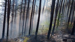 Пожар в борова гора над Добринище