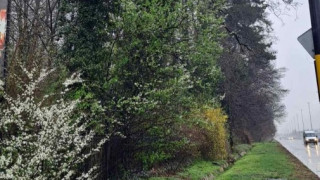 Царското семейство алармира за лошото състояние на парк Врана като