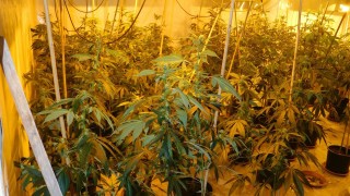 Органите на реда в Габрово намериха общо 730 саксии марихуана