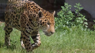 Как се хранят и къпят животните в столичната зоологическа градина