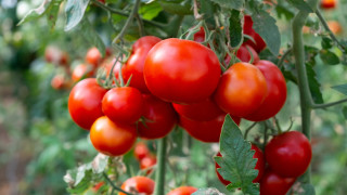 Доматите са истински символ на лятото с вкуса аромата и
